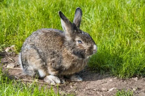 Gray bunny rabbit hare sitting on green grass. Fotos Stock