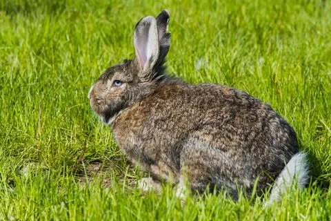 Gray bunny rabbit hare sitting on green grass. Stock Photos