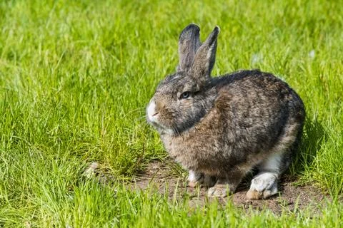 Gray bunny rabbit hare sitting on green grass. Stock Photos