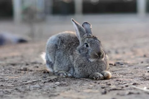 Gray bunny rabbit lying in field illuminated by the sun Stock Photos