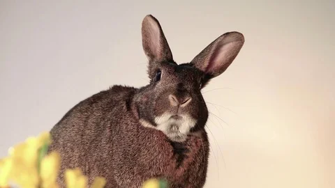 Gray bunny rabbit raises one ear at a time with funny expression Stock Footage