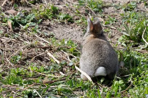 Gray Bunny's Backside with Copy Space Stock Photos