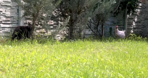 A gray Burmese cat chases a chicken in the garden Stock Footage 337495506