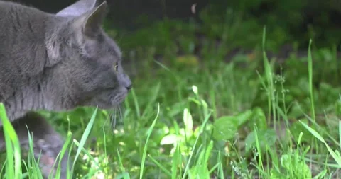 A gray Burmese cat hunting in the yard Stock Footage 337495521