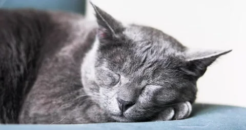 Gray burmese cat is resting on a green armchair. horizontal Stock Footage 237078541