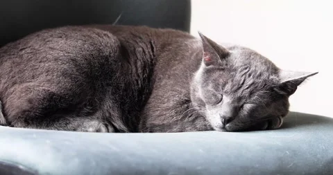 Gray burmese cat is resting on a green office chair. horizontal Stock Footage 237078543