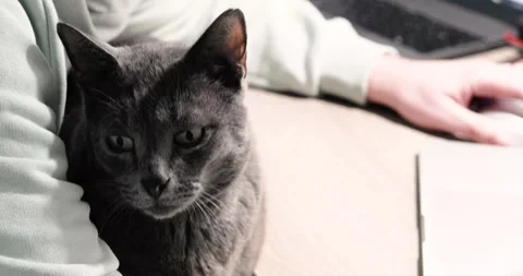 Gray Burmese cat sits on his owner's lap as he programs on the computer. Rel Video stock 272670890