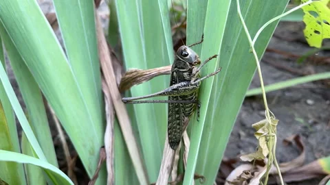 Gray Bush Cricket Decticus Resting on Iris Leaves — Macro Insect Wildlife Stock Footage 334064039