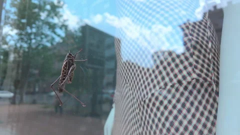 Gray bush-cricket on display glass with mannequin in background and reflection Stock Footage 337910046