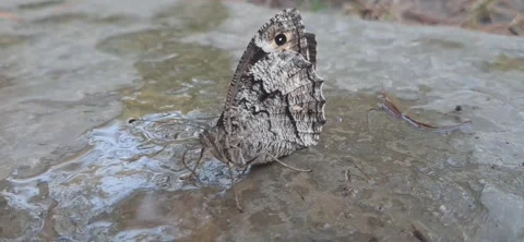 Gray butterfly drinking water on stone Stock Footage 341358997