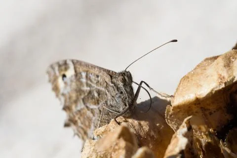 Gray butterfly Foto stock