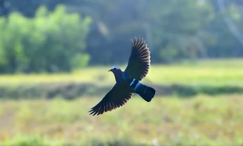 Gray capped emerald dove capture in flight against rice field in the backgrou Stock Photos