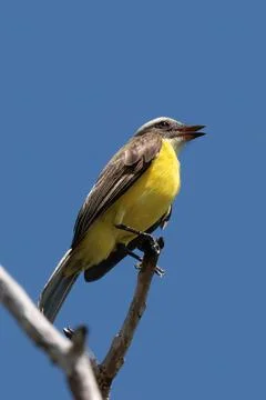 Gray-capped Flycatcher, perching on a branch, Osa peninsula, Costa Rica Stock Photos