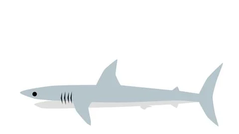 Gray cartoon shark side view open mouth sharp teeth fin tail aggressive Stock Illustration