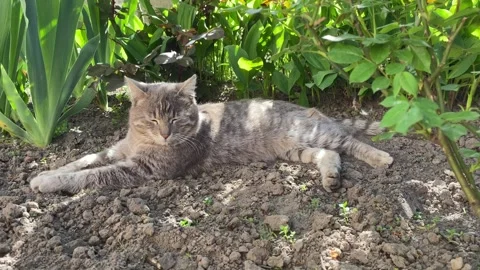 Gray Cat 1 Stock Footage 274847538