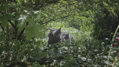 Gray Cat 2 Stock Footage 241748426