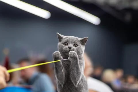 A gray cat is actively playing with a long yellow string toy nearby Foto stock