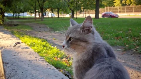 A gray cat against the background of grass and the road sits on the street. Stock Footage 220105804