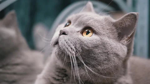 Gray cat with amber eyes Stock Footage 312004655
