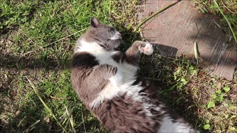 A gray cat amusingly dozes on its back in the sun in a summer garden Stock Footage 321936564