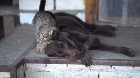 A gray cat and a brown dog are friends, play together  Stock Footage 119495692