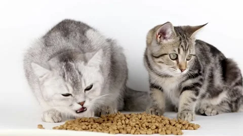 Gray cat and brown kitten eat dry food Video stock 220305197