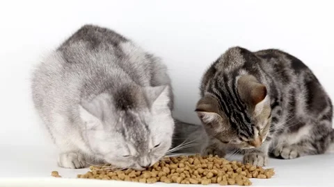 Gray cat and brown kitten eat food from a cup Stock-Footage 220357112