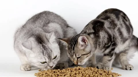 A gray cat and a brown kitten eat dry food on a light background Video stock 221213245