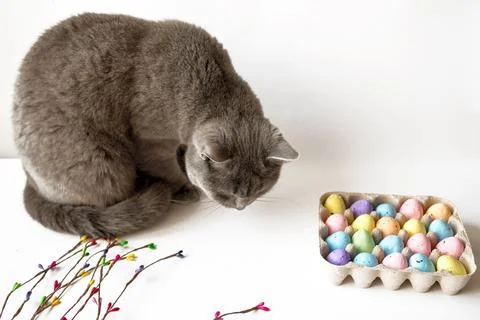 Gray cat and a colored willow branch with painted eggs in a cage. Happy Easte Stock Photos