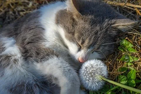 The gray cat and dandelion Stock Photos