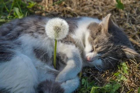 The gray cat and dandelion Foto stock