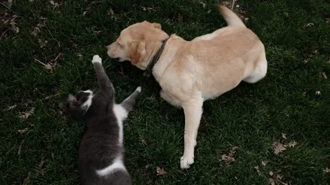 Gray cat and Labrador dog playing together on green grass. Friendly interaction Stock Footage 327217671