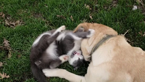 Gray cat and Labrador dog playing together on green grass. Friendly interaction Stock Footage 327218188
