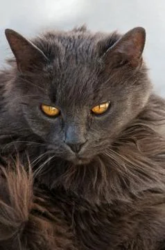 Gray cat with attitude Foto stock