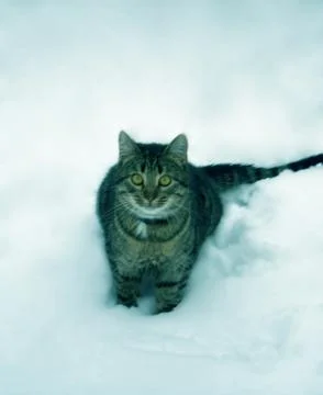 Gray cat on a background of white snow, in December 2018 Stock Photos