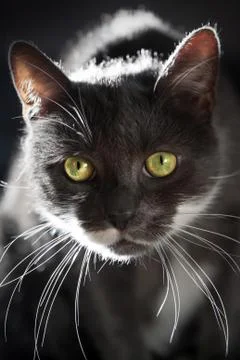Gray cat in backlight Stock Photos
