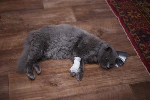 A gray cat with a bandaged paw and a veterinary collar. Lying on the floor. S Stock Photos