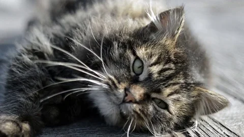 Gray cat basking in the sun Stock Footage 73578196