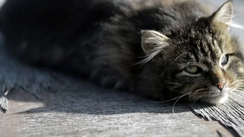 Gray cat basking in the sun Stock Footage 73578529