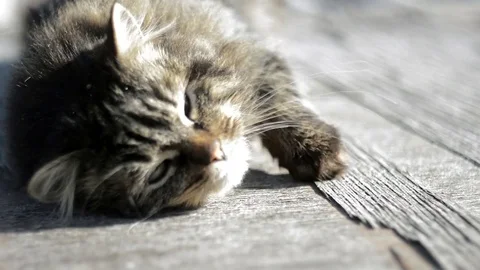 Gray cat basking in the sun Stock Footage 73578775