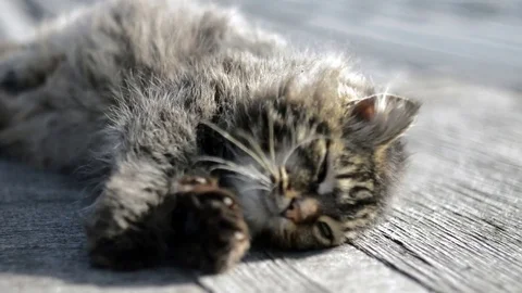 Gray cat basking in the sun Stock Footage 73578960