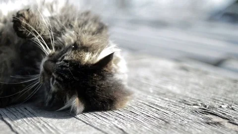 Gray cat basking in the sun Stock Footage 73579413