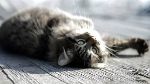 Gray cat basking in the sun Stock Footage 73580088