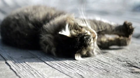 Gray cat basking in the sun Stock Footage 73580413