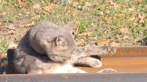 A gray cat is basking in the sun Video stock 318291514