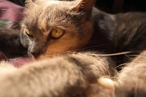 Gray cat basking in the sunlight Foto stock