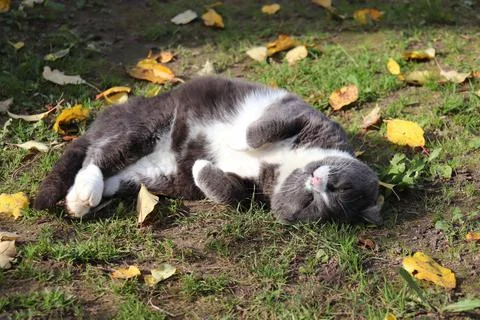 A gray cat basks in the sun on the grass and yellow autumn leaves Stock Photos
