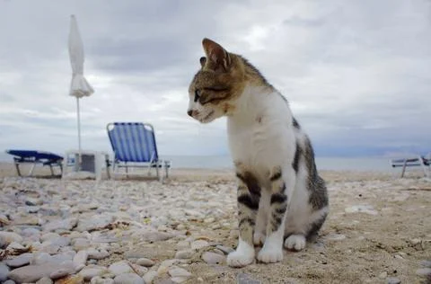 Gray cat on the beach Stock Photos
