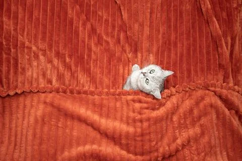 Gray cat on bed covered with orange blanket, lying in bed like human, top v.. Stock Photos