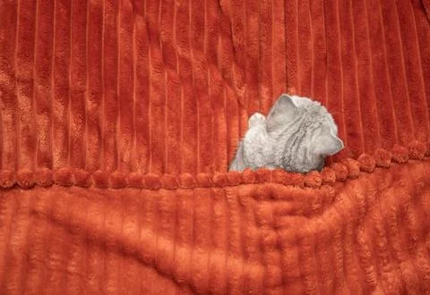 Gray cat on bed covered with orange blanket, lying in bed like human, top v.. Stock Photos